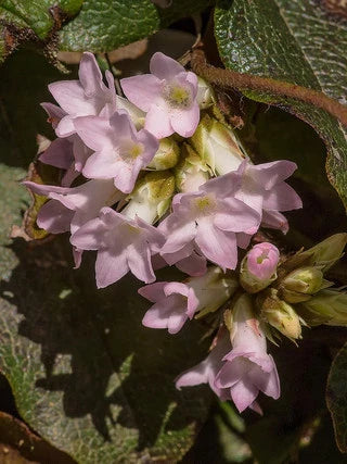 The Trailing Arbutus Emits