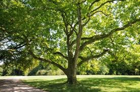 Majestic green shade tree with thick trunk in Tennessee park