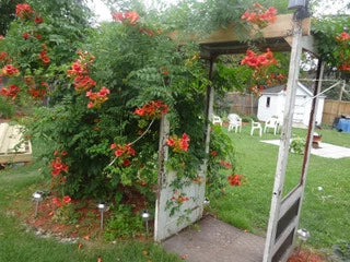 Trumpet Vine Plant Works Well In Any Garden