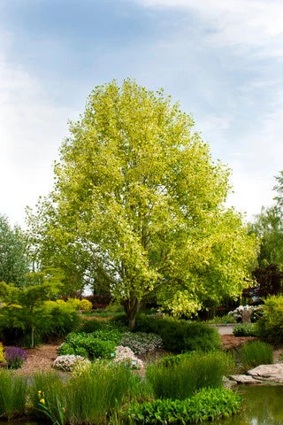 Tulip Poplar Characteristics