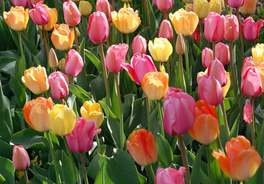 How to Grow Winning Tulips