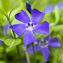 Vibrant purple 5-petal flower with white center on low-maintenance vine