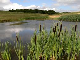 Wetland Plants: A Guide to Working With Wet Spots in Your Landscape