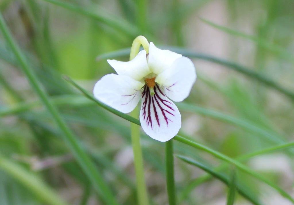 White Violet Flowering