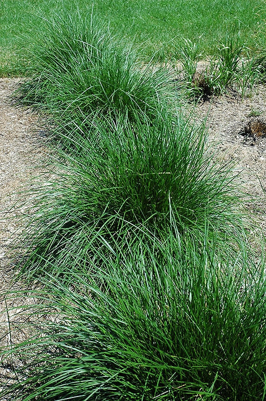 All About Wirey Panic Grass