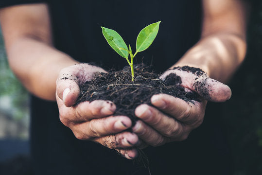 Delicate green seedling sprout in cupped hands from rich dark soil, Seedlings collection