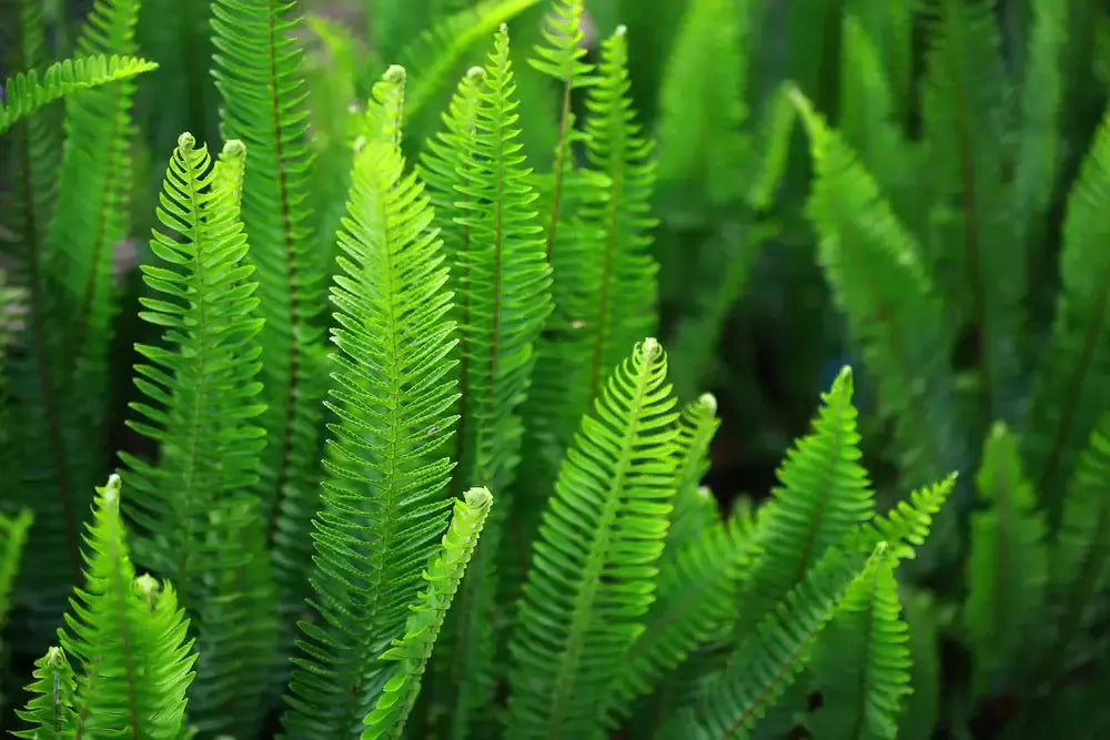 Vibrant green fern fronds with feathery leaves in Fern Plants collection