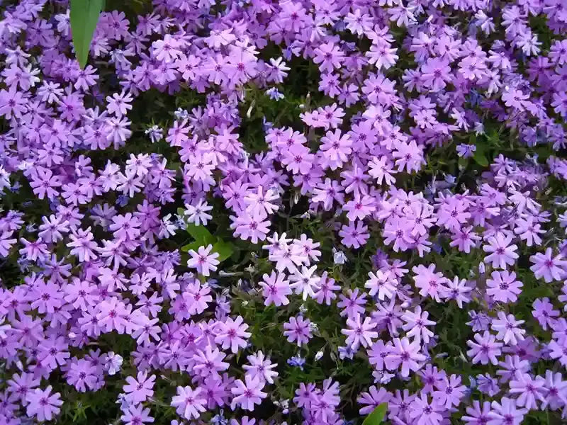 Vibrant purple phlox flowers with dark centers in lush green foliage from Vines