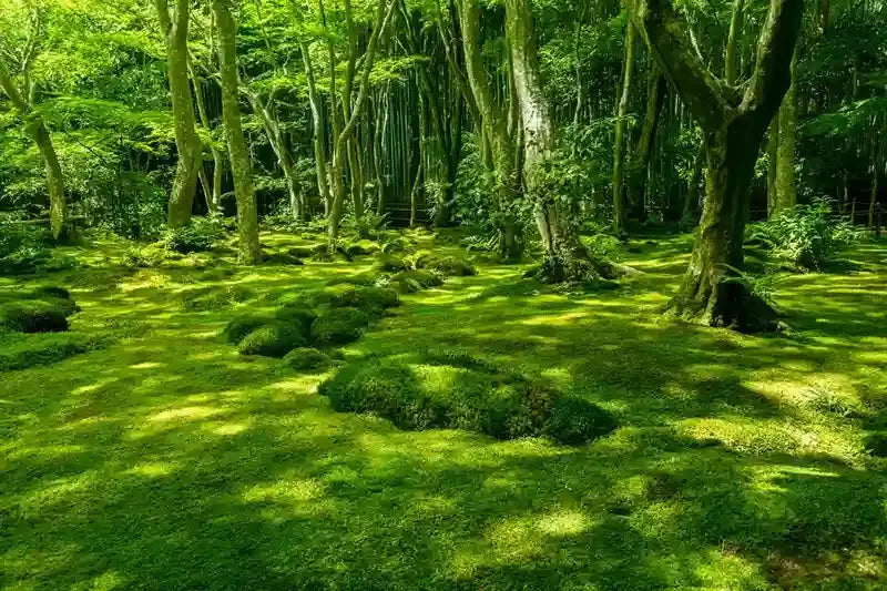 Lush emerald moss carpets forest floor beneath towering trees in Live Moss