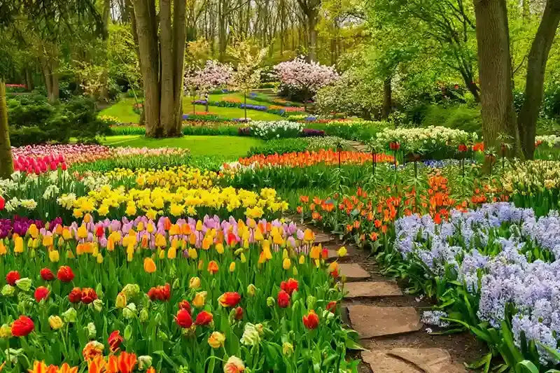 Vibrant perennials garden with rows of colorful tulips and hyacinths
