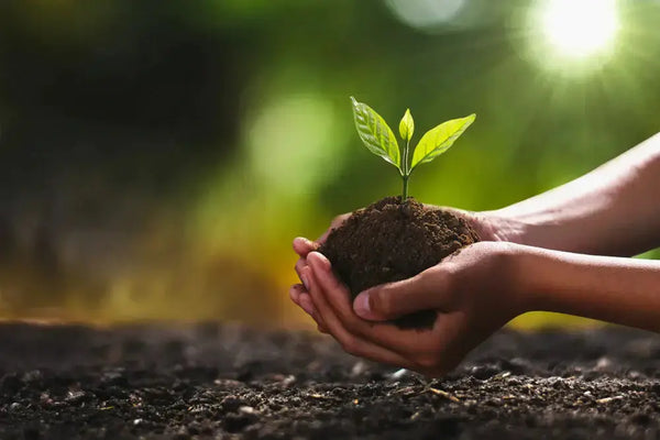Delicate green seedling sprout in cupped hands from rich dark soil, Seedlings collection