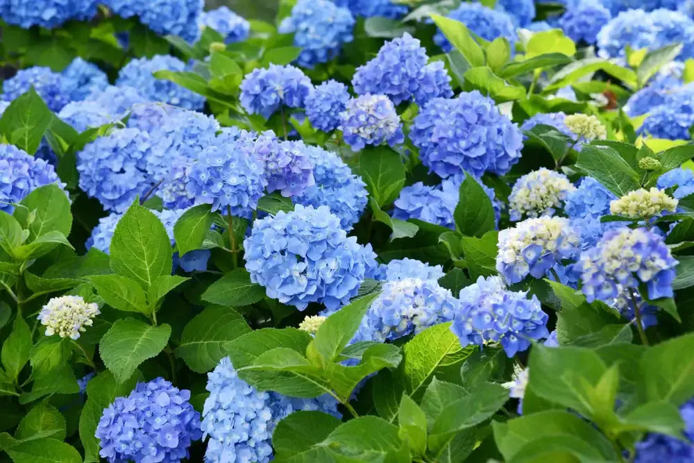 Vibrant blue hydrangea blossoms with lush green leaves in Shrubs & Bushes