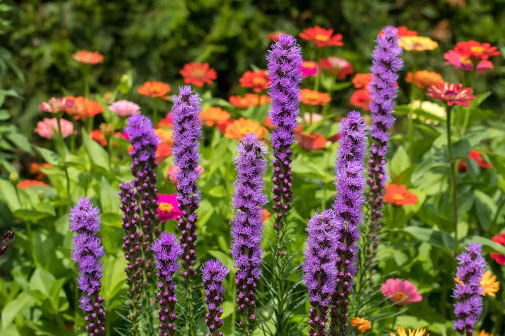 Tall purple flower spikes rise above colorful zinnias in perennials bed