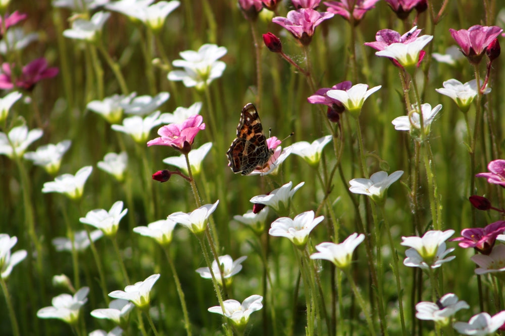 Flowering Plants