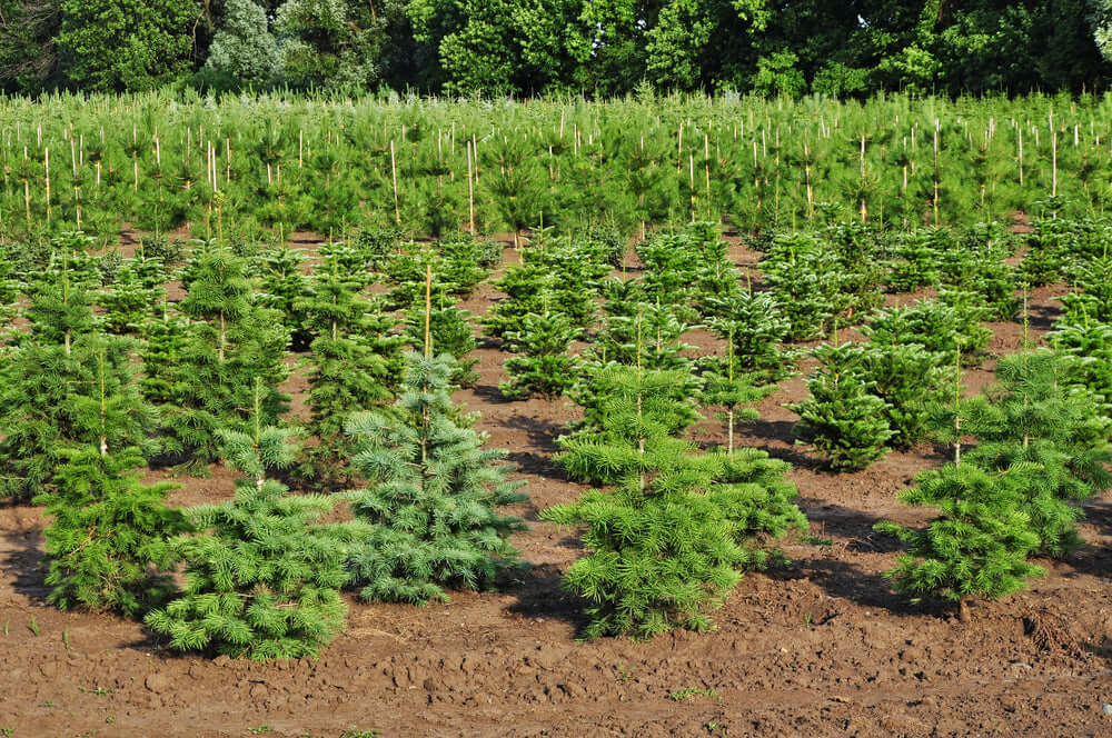 Rows of young evergreen conifers in deep to light green shades