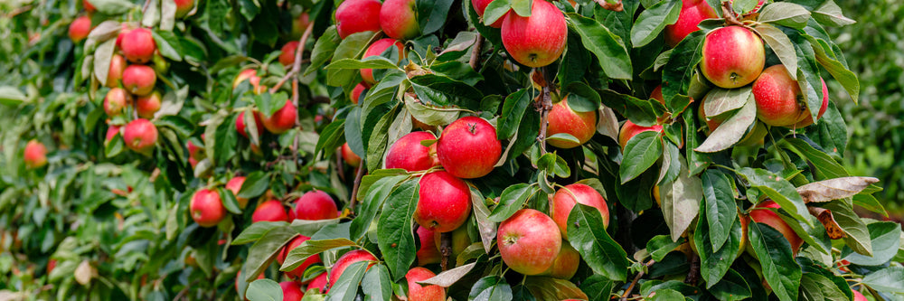 Fruit Trees