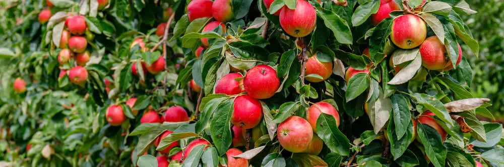 Ripe red apples hanging from branch on bare root fruit tree