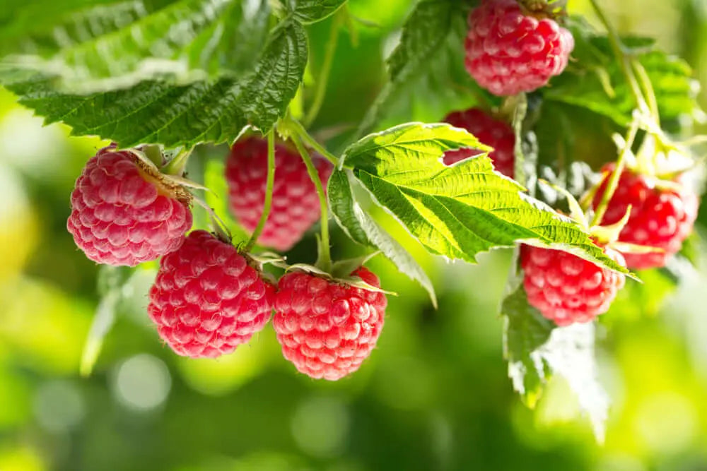 Fresh vibrant red raspberries clustered on green vine in Berry Bushes