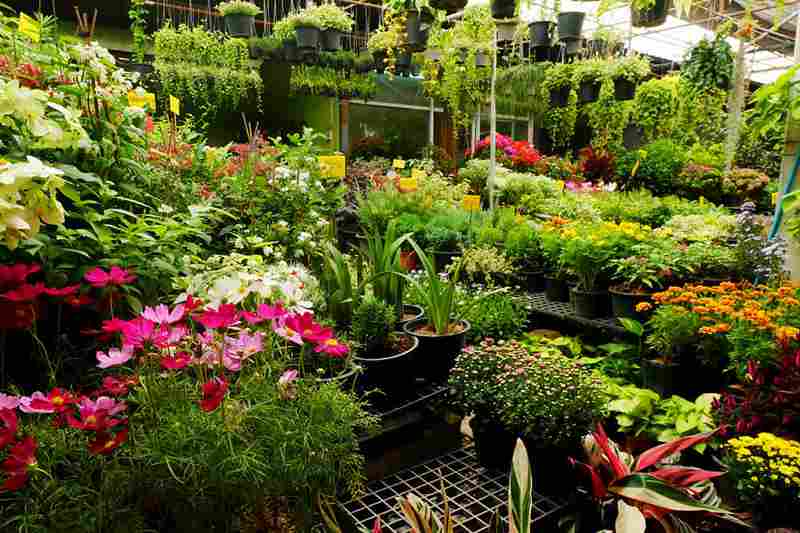 Vibrant potted flowers and lush plants in clearance greenhouse collection