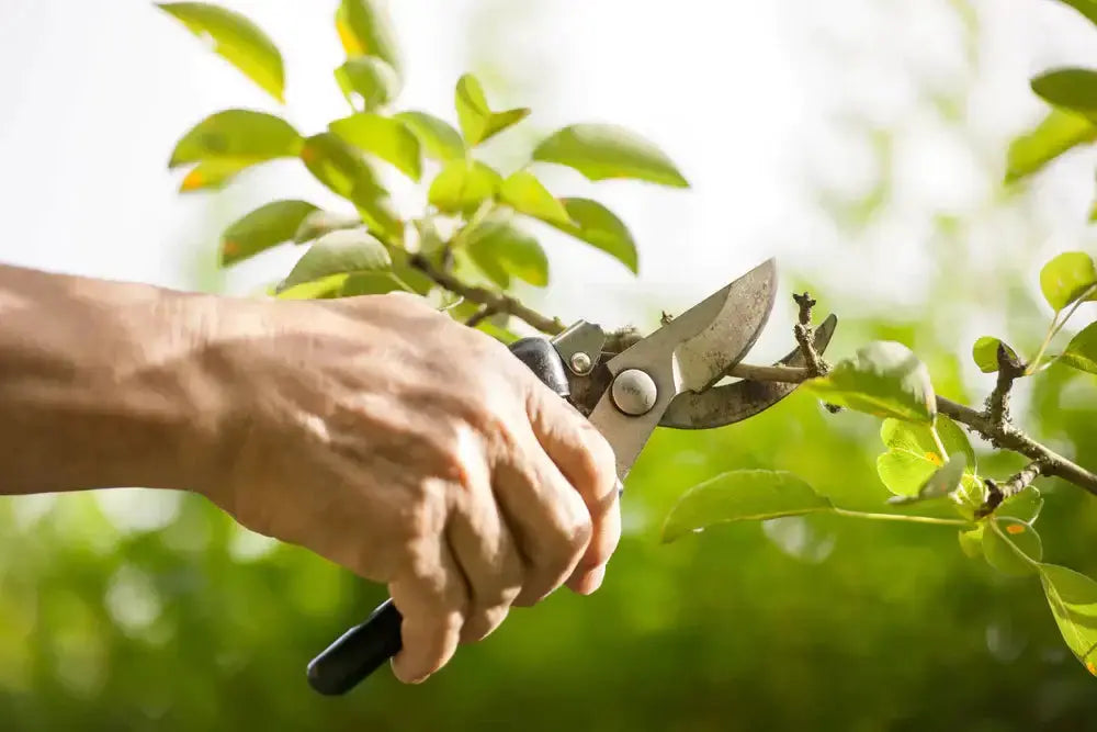 Handheld pruning shears with black handles gripping branch in Live Stakes foliage