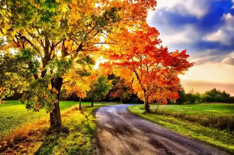 Winding dirt road through autumn trees in Bareroot Trees collection