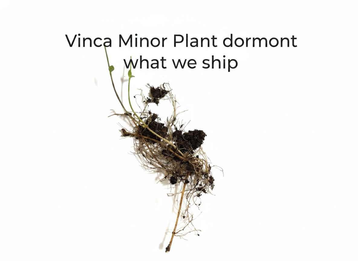 Vinca Minor Plant