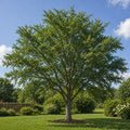 Cedar Elm Tree Seedlings