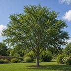 Cedar Elm Tree Seedlings
