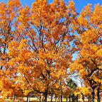 Sawtooth Oak Seedlings