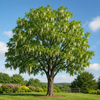 Black Locust