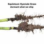 Equisetum Hyemale Grass