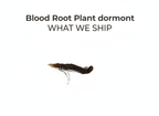 Blood Root Plant
