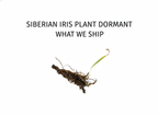 Siberian Iris Plant