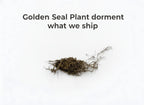 Golden Seal Plant