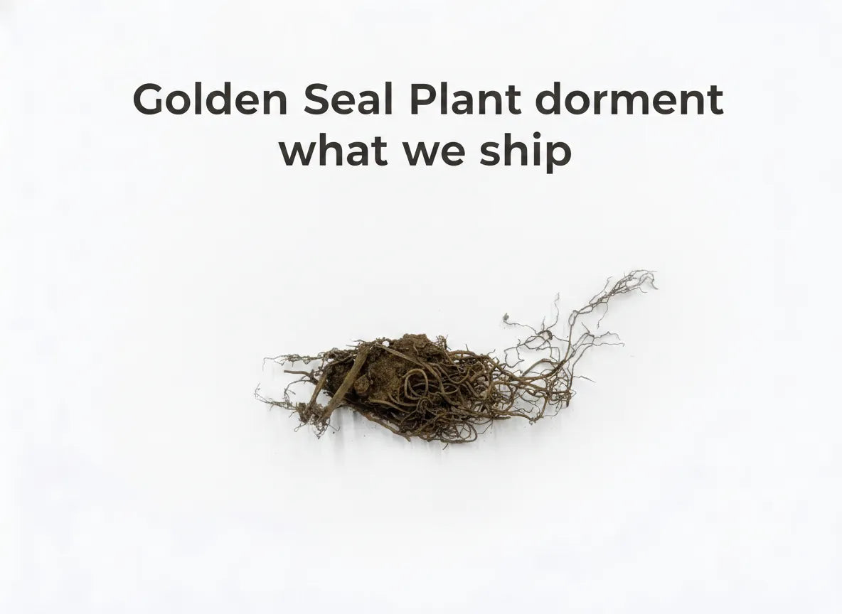 Golden Seal Plant