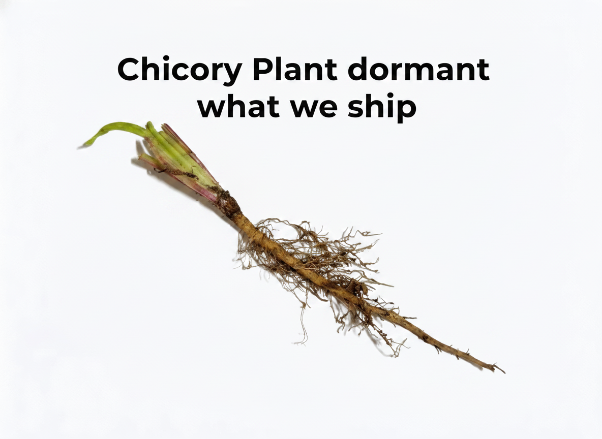 Chicory Plant