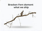 Bracken Fern
