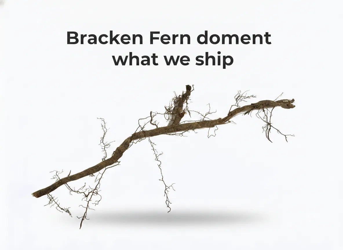 Bracken Fern