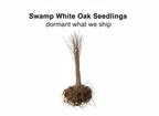 Swamp White Oak Seedlings