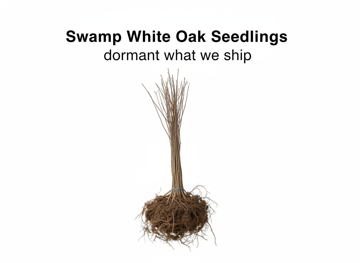 Swamp White Oak Seedlings