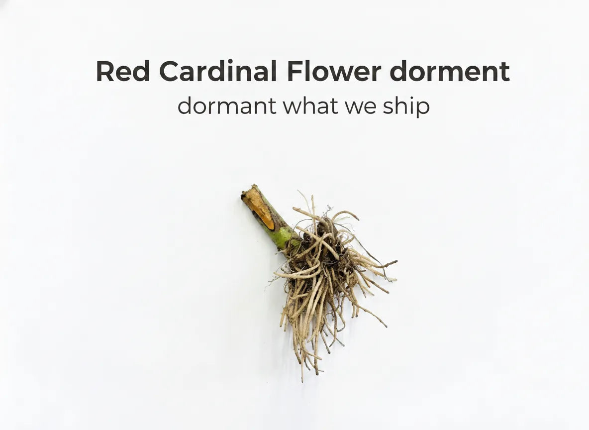 Red Cardinal Flower