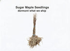 Sugar Maple Seedlings