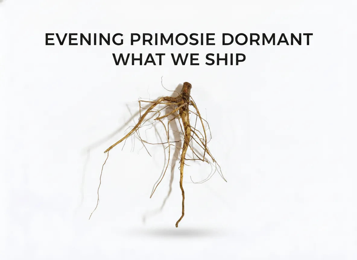 Evening Primrose