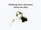 Walking Fern