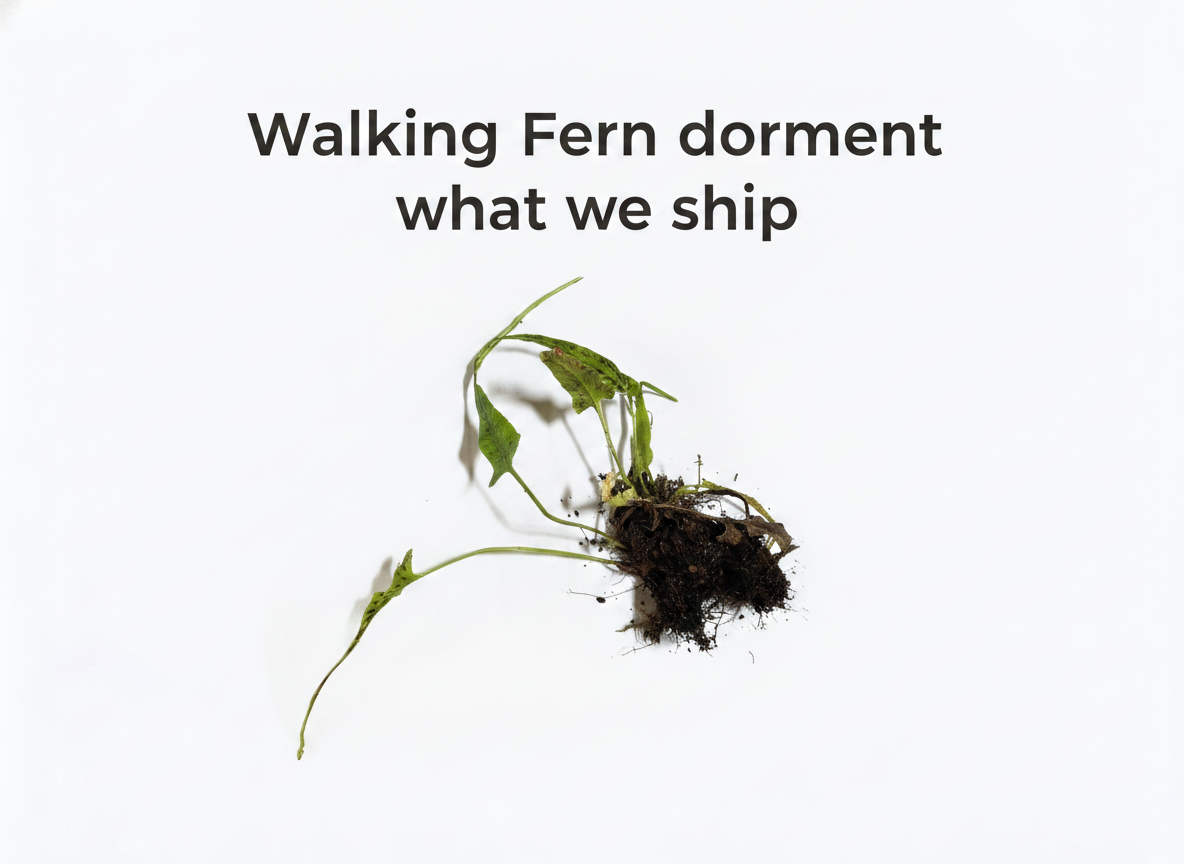 Walking Fern
