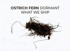 Ostrich Fern