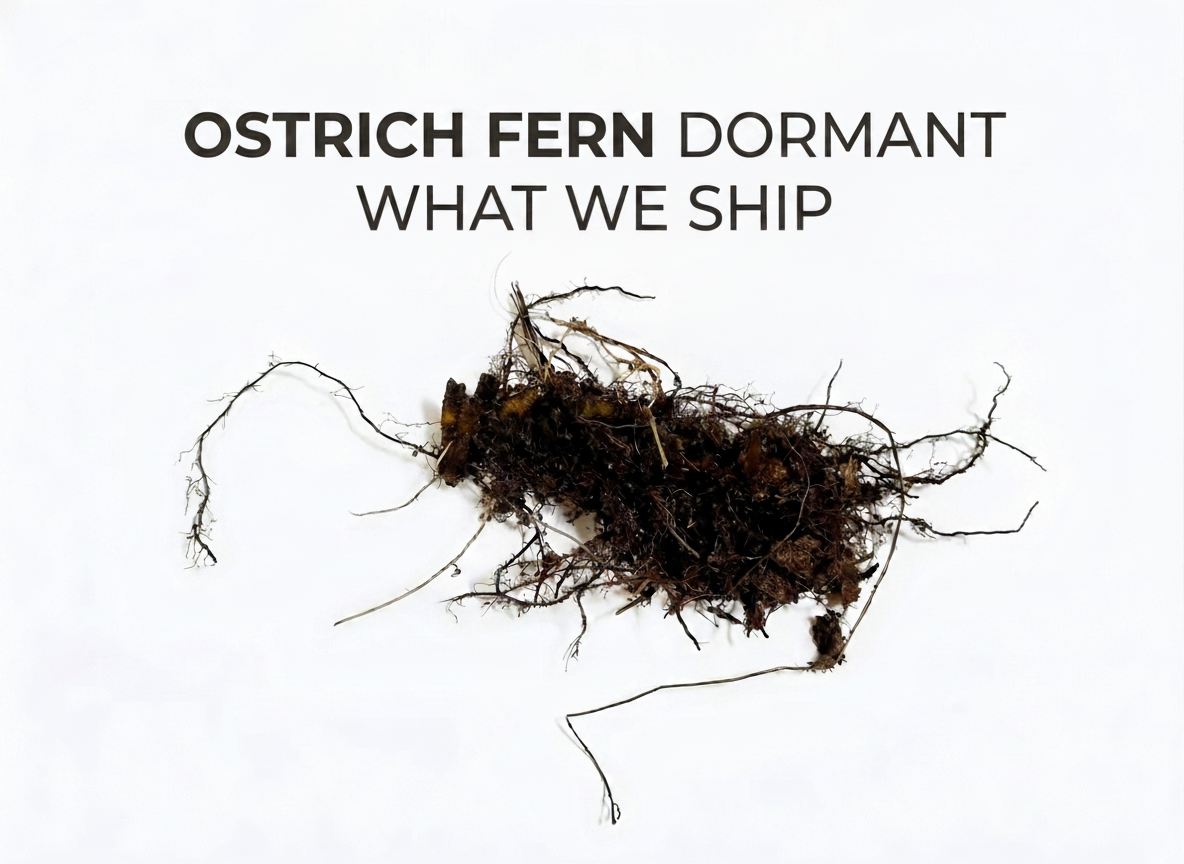 Ostrich Fern