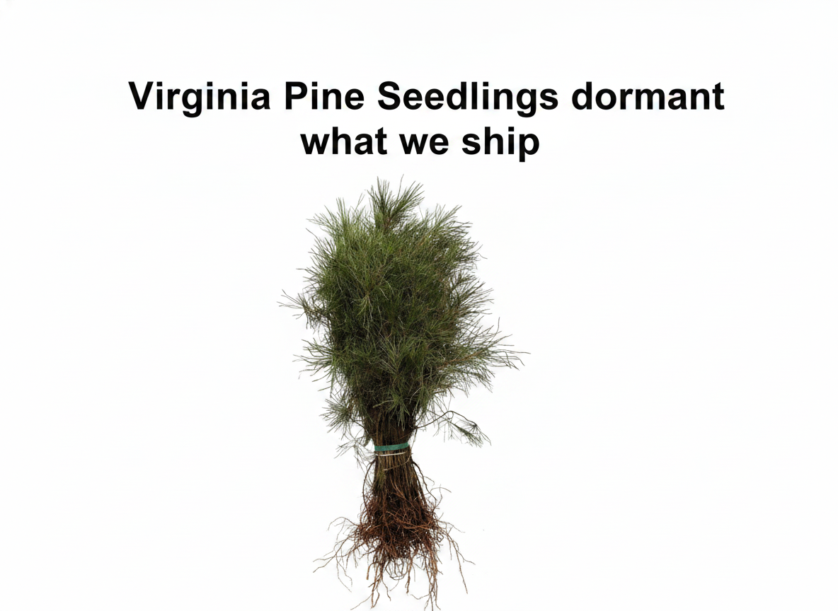 Virginia Pine Seedlings