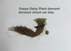 Oxeye Daisy Plant