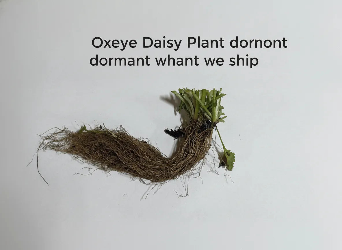Oxeye Daisy Plant